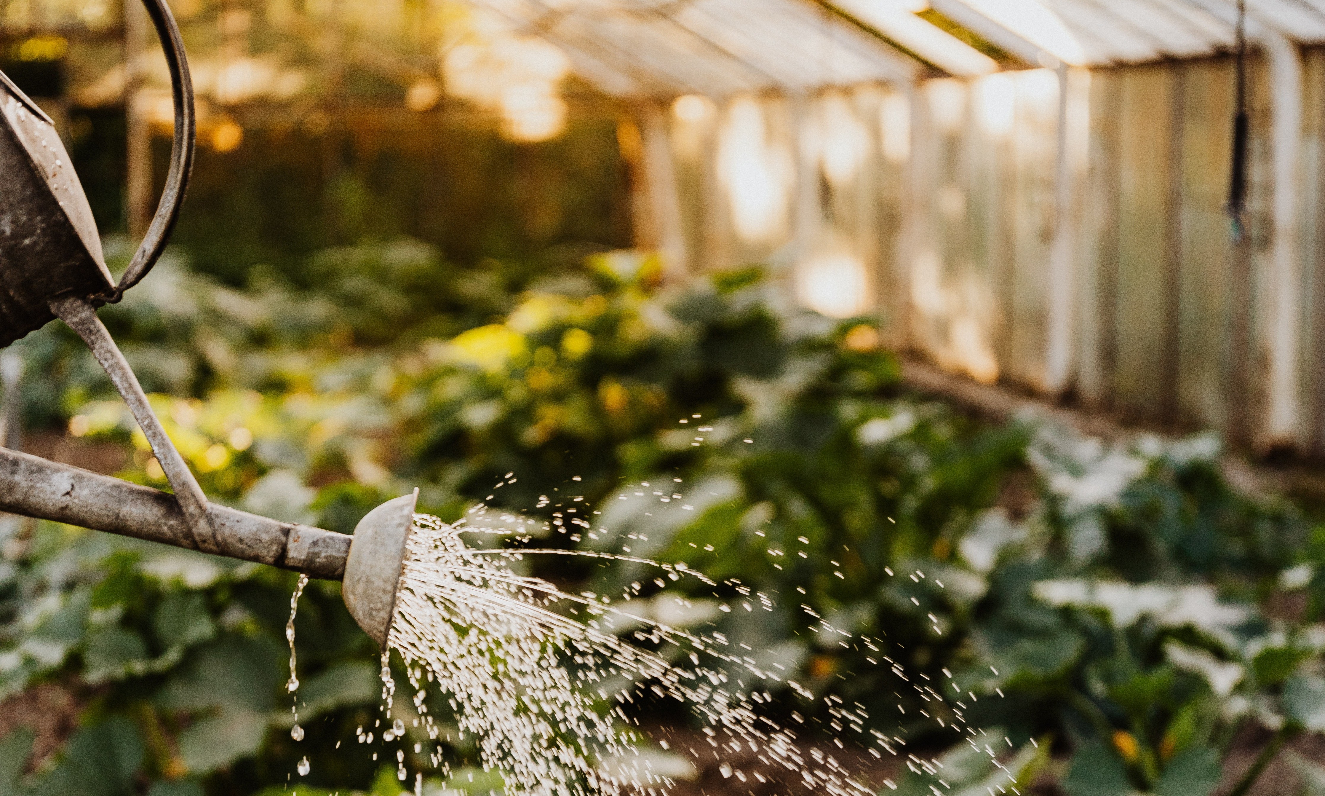 Creating a personal web of knowledge is a bit like tending a garden - photo by Karolina Grabowska