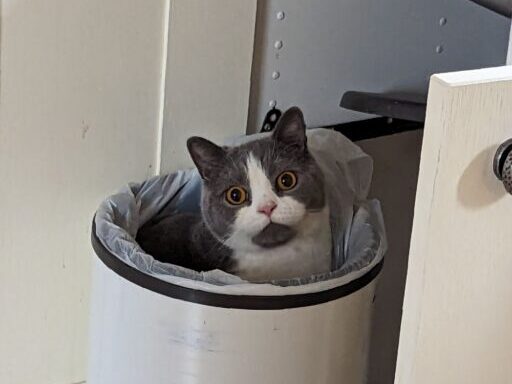 A british shorthair cat sat in a rubbish bin with a cheeky look on his face