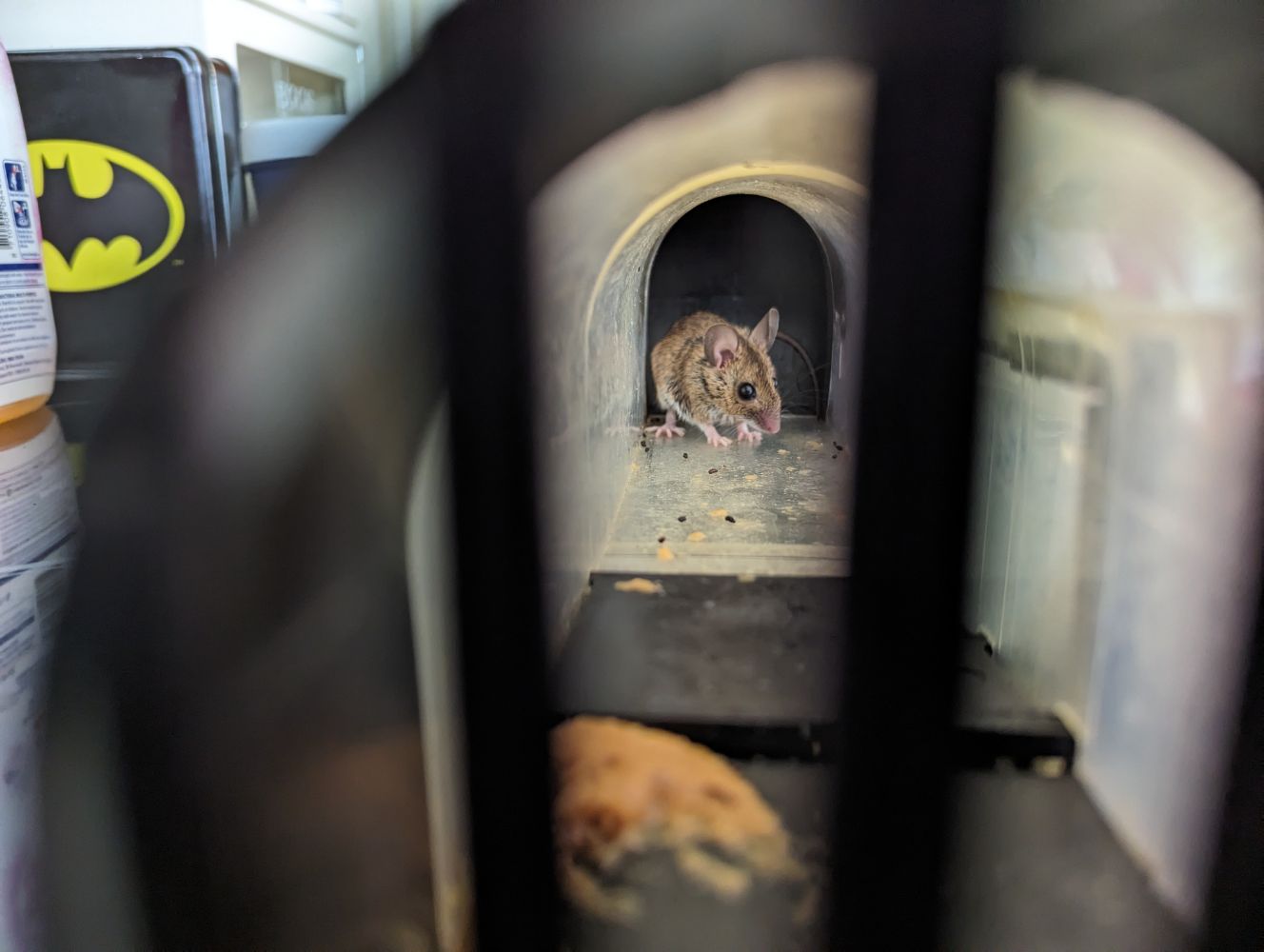 a tiny mouse staring through the bars of a humane trap next to a large pile of peanut butter