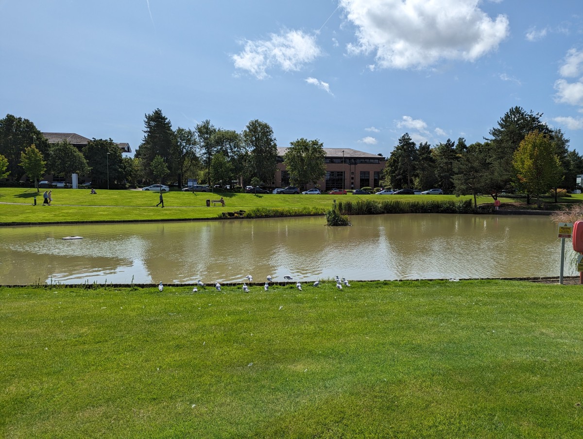 A lake with some ducks and swans in the foreground