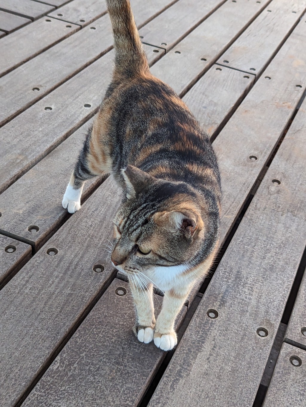 a tabby cat sat on a wooden boardwalk