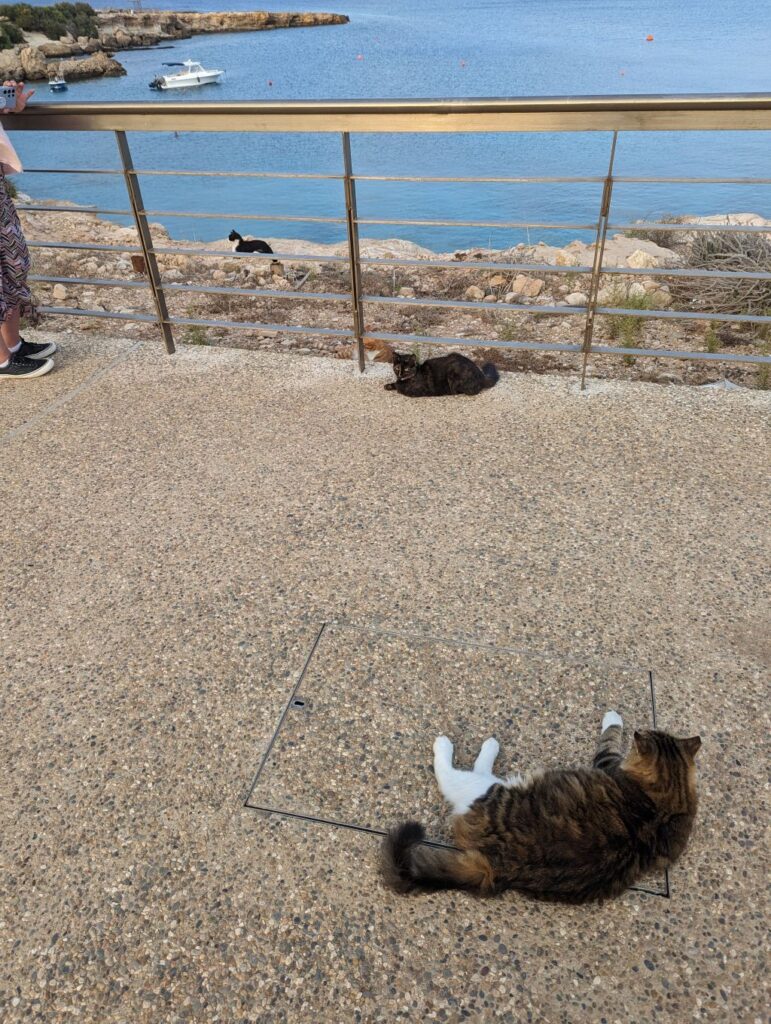 a bunch of stray cats sat on a walkway in the sun in cyprus